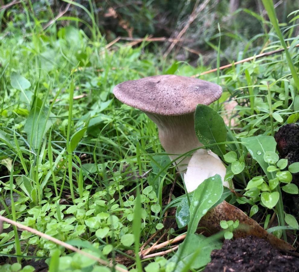 Agriturismo E Antica Fattoria Matteu Panzió Teulada Kültér fotó