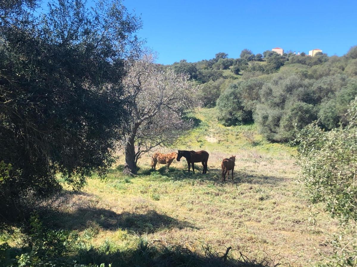 Agriturismo E Antica Fattoria Matteu Panzió Teulada Kültér fotó